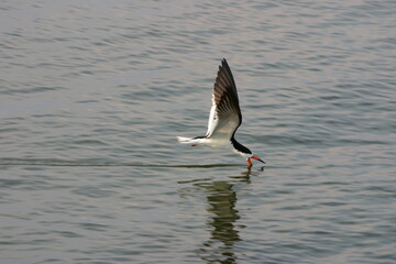 Back skimmer skimming through the water surface searching for food