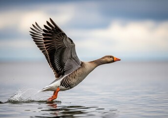 A goose takes flight from the water, creating a splash as its wings beat