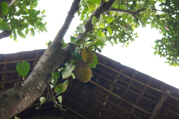 Jackfruit on Tree Tropical Fruit with Green Leaves