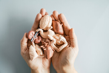 Hands holding mini internal organs, health insurance, world organ donation day, wellness concept