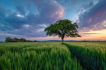 Obraz premium A solitary tree in a golden wheat field at sunset (1)