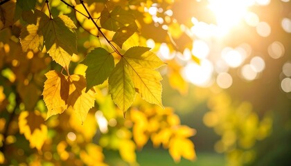 Obraz premium Autumn leaves bathed in sunlight (1)