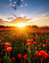 Fototapeta premium Lush poppy field at sunset