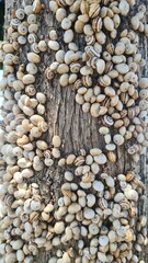 pile Snails cling to trees Waiting for the rain to fall on the side of the road