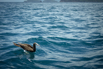 Fototapeta premium Sea Duck Floating on Blue Ocean Water