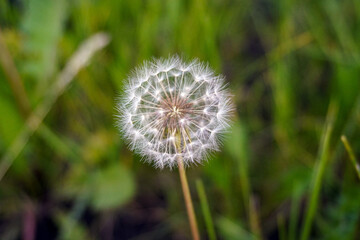 Head of a fluffy dandelion. Macro photography.