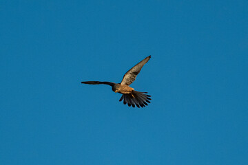 Obraz premium A common kestrel (Falco tinnunculus) soaring in a clear blue sky. Wild bird of prey in flight, hunting and spreading wings. Wildlife photography and nature conservation concept.