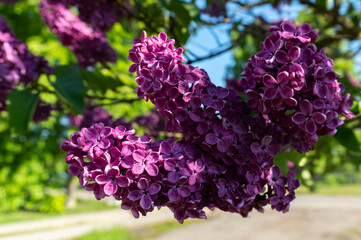Branch of blooming lilac, close-up photo.