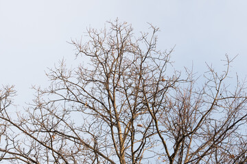 leafless tree branches against a blue sky