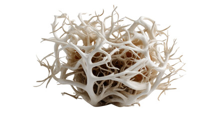 Abstract White Coral: A close-up shot of a delicate white coral formation, its intricate branches creating a mesmerizing pattern against a clean background.