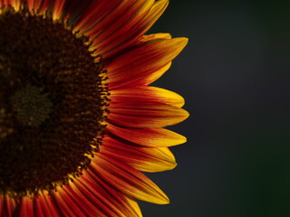 Tokyo, Japan - July 30, 2025: Closeup of a sunflower illuminated with rising sun