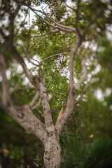 Árbol difuso 