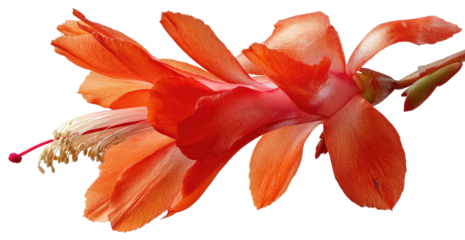 Close-up of a vibrant coral-orange cactus flower, petals softly overlapping and detailed, a delicate center with light beige pistil
