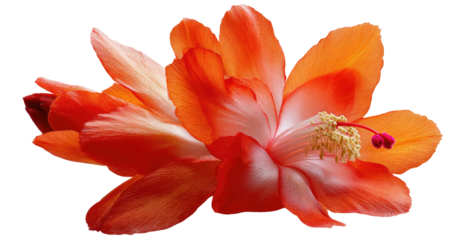 Close-up of a vibrant orange and white cactus flower.  Soft focus, highlighting intricate details of the petals