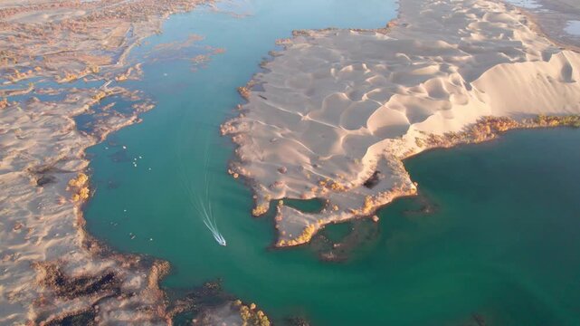 Drone view of high speed boat sailing in lake in desert with Populus euphratica forest with yellow golden foliage on sunny autumn day in Xinjiang, China, 4k real time footage.