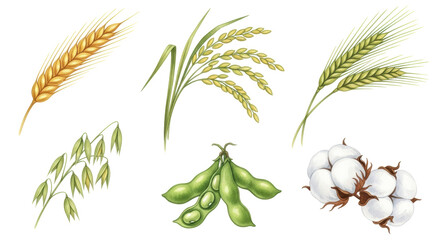 A vibrant illustration showcasing essential agricultural crops like wheat, rice, barley, oats, soybeans, and cotton, ideal for food, agriculture, or textile themes.