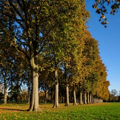 Naklejka premium Autumnal tree line in park