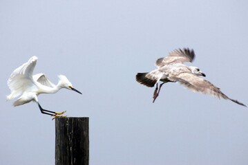 Snowy egret chasing off a gull