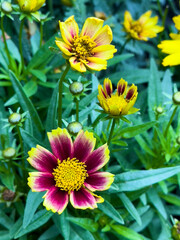 Creopsis tinctoria garden golden tickseed bright yellow and red flowers in bloom, calliopsis ornamental flowering plant