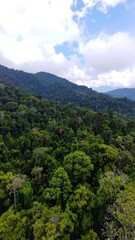 Lush green forest mountain view