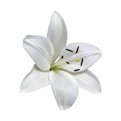 A stunning close-up of a pristine white lily against a transparent background.