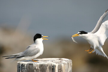 A male least tern giving food to a female least tern