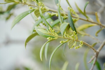 Close-Up of Olive Tree Branch with Growing Olives and Bloom.