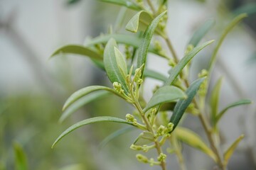 Close-Up of Olive Tree Branch with Growing Olives and Bloom.