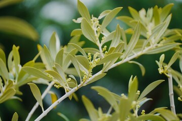 Close-Up of Olive Tree Branch with Growing Olives and Bloom.