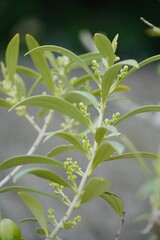 Close-Up of Olive Tree Branch with Growing Olives and Bloom.