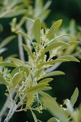 Close-Up of Olive Tree Branch with Growing Olives and Bloom.