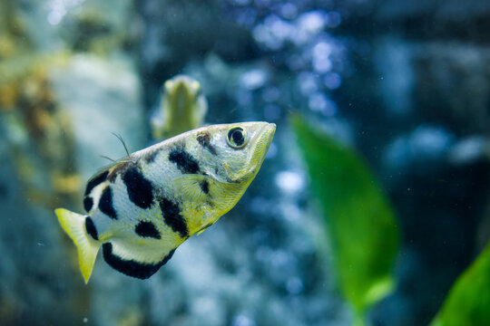 รูปภาพArcherfish – เลือกดูภาพถ่ายสต็อก เวกเตอร์ และวิดีโอ850 | Adobe Stock