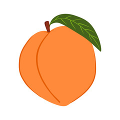 Peach in hand drawn style. Vector illustration isolated on white background