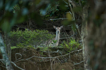 森の中で見つけたシカのかくれんぼ
Hide and Seek with a Deer in the Forest