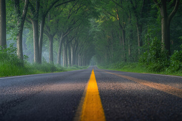 A long straight road through a forest with trees forming a tunnel showcasing nature and travel adventure