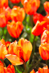 Orange tulip flowers in bloom in a flower bed garden floral pattern background