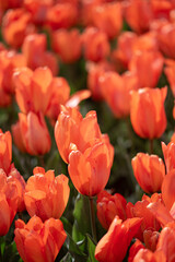 Orange tulip flowers in bloom in a flower bed garden floral pattern background