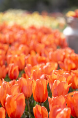 Orange tulip flowers in bloom in a flower bed garden floral pattern background