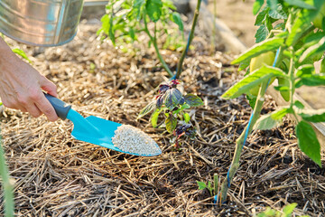 Close up of granulated fertilizers in hands, fertilizing basil tomato plants