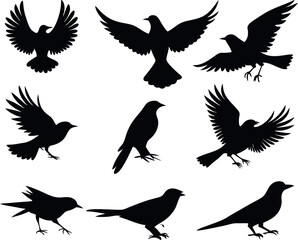Obraz premium A collection of black bird silhouettes for graphic design