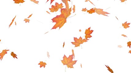 falling maple autumn leaves on an isolated white background, loop animation, perfect for compositing, motion nature scene abstract background	
 - Powered by Adobe