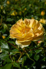 yellow rose flower macro photography on a sunny summer day, Bienenweide Gelb