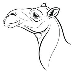 vector illustration of a cartoon camel 