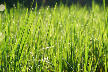 View of young rice fields, bright green, blurred nature background.