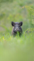 Sanglier