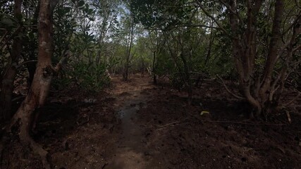 Low tracking shot moves along a muddy path inside San Manuel’s mangrove interior, revealing tangled trunks, wet soil and a dim green canopy highlighted by scattered sun patches.