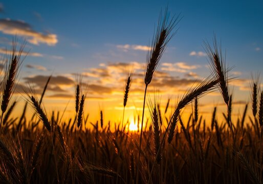 Golden wheat field at sunset with sun peeking through - Powered by Adobe