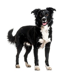 Fototapeta premium Black and white dog standing