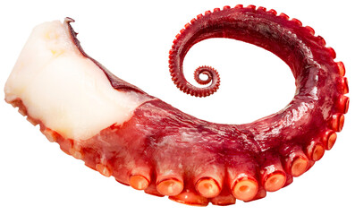 Octopus's arms with Octopus suckers isolated on white background, Octopus's arms on white, with Clipping path, High resolution photography PNG File.
