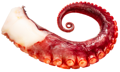 Octopus's arms with Octopus suckers isolated on white background, Octopus's arms on white, with Clipping path, High resolution photography PNG File.